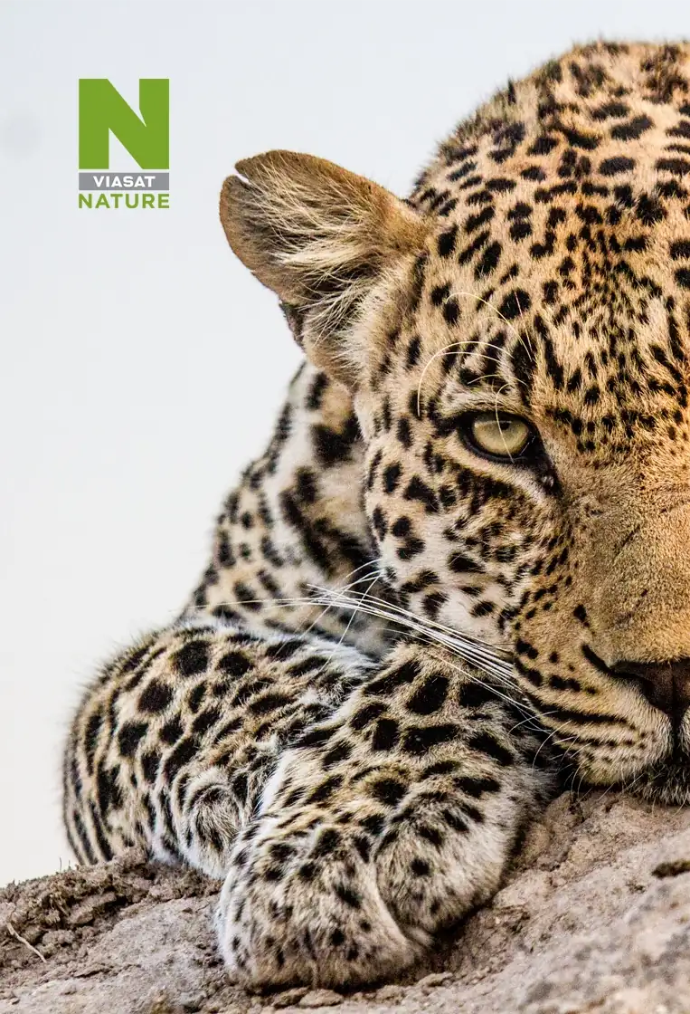 TV kanál Viasat Nature na Oneplay