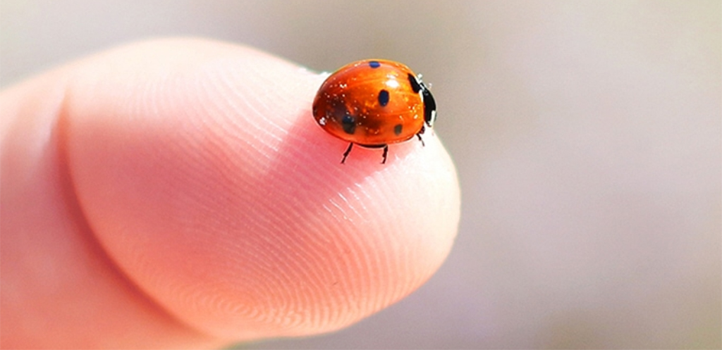 Macro fotoaparát zachytí všechny detaily zblízka